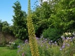 Garden Garden